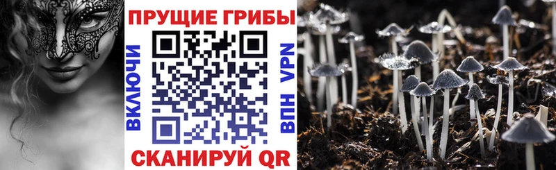 купить закладку ссылка на мегу ТОР Псилоцибиновые грибы MAGIC MUSHROOMS Бийск